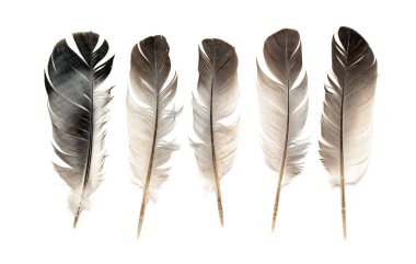 Beyaz arkaplanda kuş tüyü.