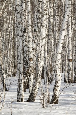 Huş ağacı orman kış manzarası.
