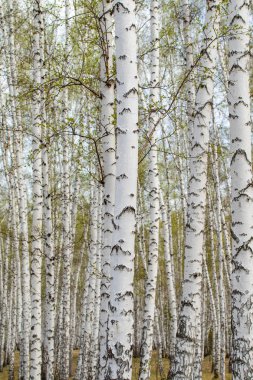 Beyaz huş ağaçları orman arka plan, bahar.