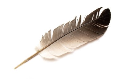 Beyaz arkaplanda kuş tüyü.