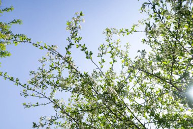 Mavi gökyüzüne karşı elma kiraz beyaz çiçekler. Doğa bahar.