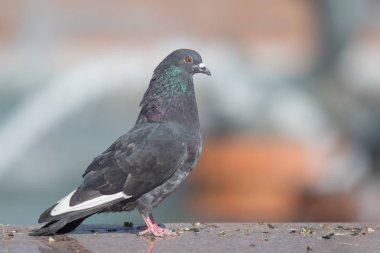Vahşi güvercin oturur, arka plan bulanık, yaz doğa.
