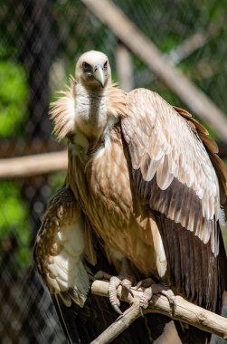Yırtıcı kuş bir ağaca oturuyor. Yeşil yaprak yaz.