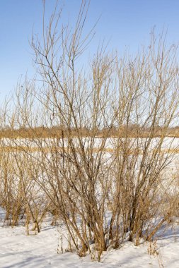 Mavi gökyüzüne karşı sazlık kuru dalları