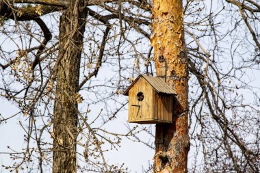 Wooden birdhouse on the tree, spring closeup.