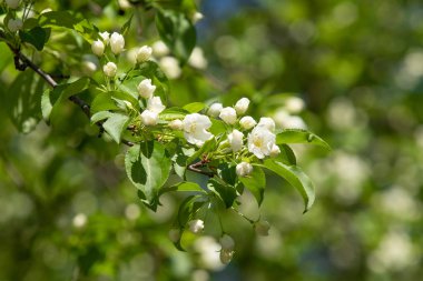 Çiçeklenme elma bahçesi. Elma ağaçları beyaz çiçekler, yeşil yaprakları yakın.