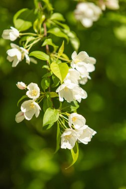 Elma ağacının beyaz çiçekler mavi gökyüzüne karşı ağacın yeşil yaprakları vardır.