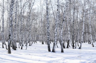 Huş ağacı orman kış manzarası.