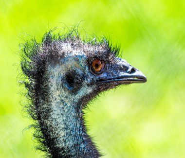 Gri devekuşu kuşlarının tüyleri kapanıyor.