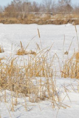 Mavi gökyüzüne karşı sazlık kuru dalları