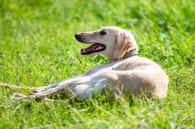 Köpek avcılık, doğa yeşil alan yaz.
