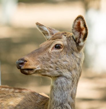 Beyaz kuyruklu geyik (Odocoileus virginianus) dişi, yaz doğasında, portre.