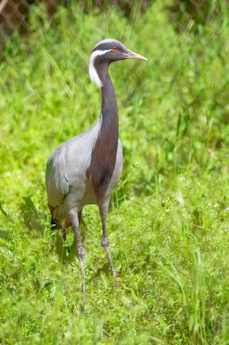 Yeşil çimenlerde Siyah Japon Vinç, yaz günü.