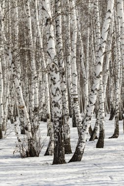 Huş ağacı orman kış manzarası.