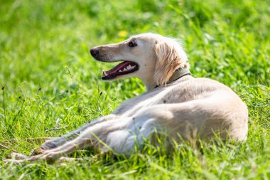 Köpek avcılık, doğa yeşil alan yaz.