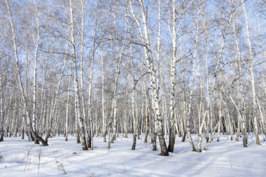 Huş ağacı orman kış manzarası.