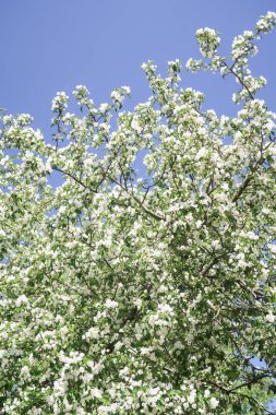 Mavi gökyüzüne karşı elma kiraz beyaz çiçekler. Doğa bahar.