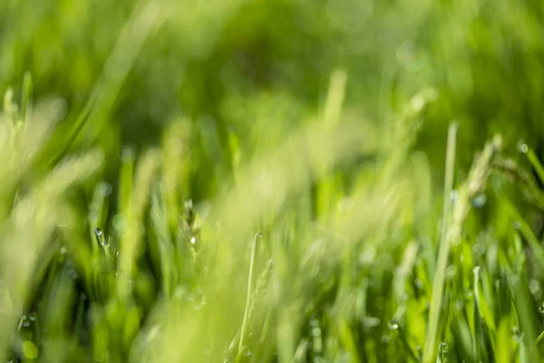 太陽の下の緑の芝生 雨滴のボケの背景 — ストック写真
