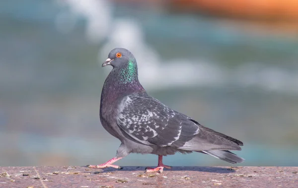 Azul Gris Salvaje Cerca Sentado Sobre Fondo Borroso — Foto de Stock