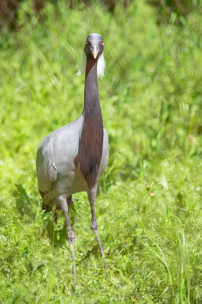 Svart Japansk Kran Grönt Gräs Sommardag — Stockfoto