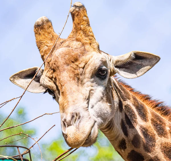 Head Giraffe Sky — Stock Photo, Image