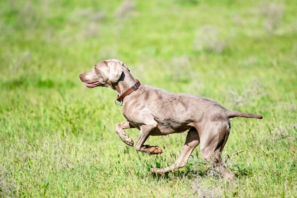 Hund Jakt Natur Grönt Fält Sommar — Stockfoto