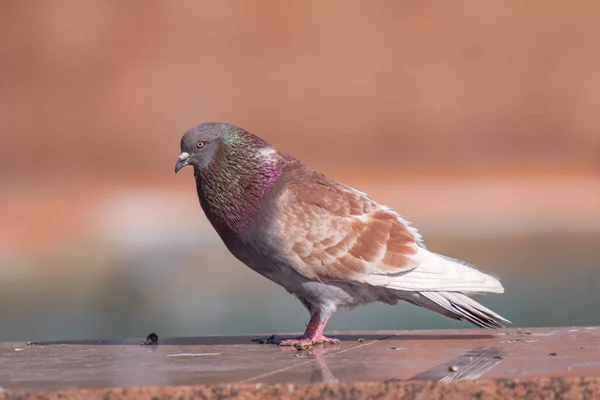 Wild Grijs Blauw Close Zittend Een Wazige Achtergrond — Stockfoto