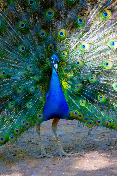 孔雀の鳥はその美しい尾を広げた ネイチャーバードピーコック — ストック写真