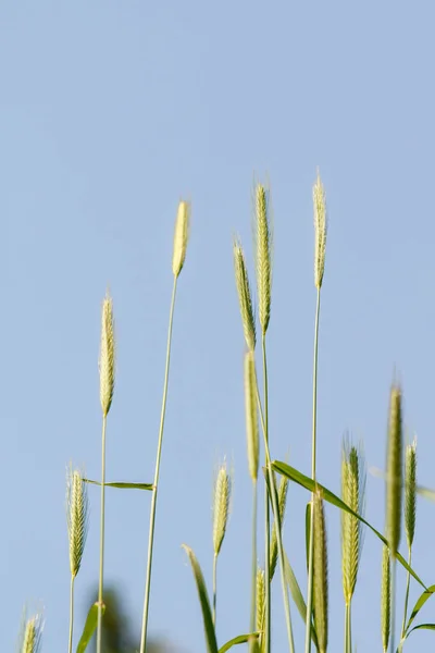 Espigão Trigo Selvagem Contra Céu Azul — Fotografia de Stock