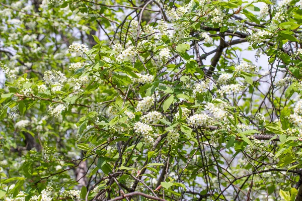 Fleurs Cerise Blanche Dans Les Feuilles Vertes Arbre — Photo