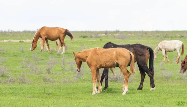 Cavalo Pastado Verão Prado Verde — Fotografia de Stock