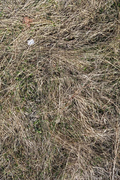 Dry Grass Spring Landscape Background — Stock Photo, Image