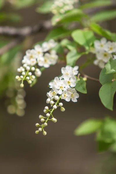 Flores Cereja Branca Nas Folhas Verdes Árvore — Fotografia de Stock