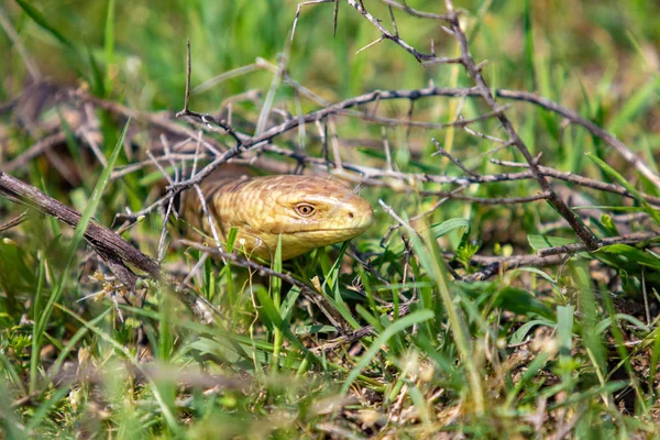 Cabeça Uma Cobra Amarela Grama Verde — Fotografia de Stock