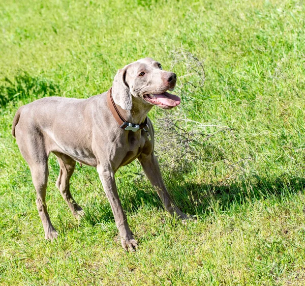 Hond Jagen Natuurgroen Veld Zomer — Stockfoto