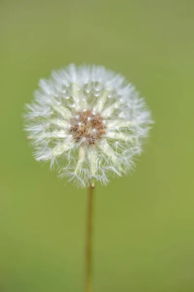 Біла Пухнаста Квітка Кульбаби Розмитому Фоні — стокове фото