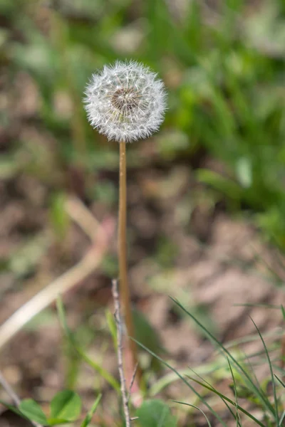 Bianco Morbido Fiore Tarassaco Uno Sfondo Sfocato — Foto Stock