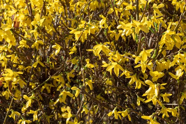 Pianta Fiori Mimosa Gialla Vicino — Foto Stock