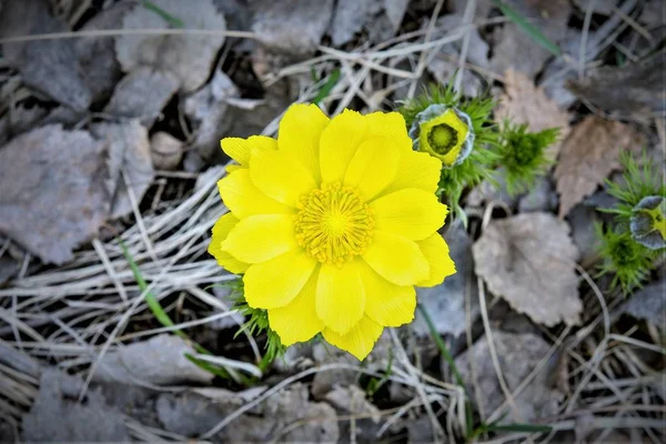 Gelbe Blütenfrühling Adonis Ist Eine Pflanzengattung Aus Der Familie Der — Stockfoto