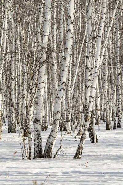 Huş ağacı orman kış manzarası.