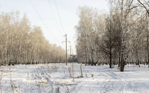 Weg Het Bos Sneeuw Winter Landschap — Stockfoto