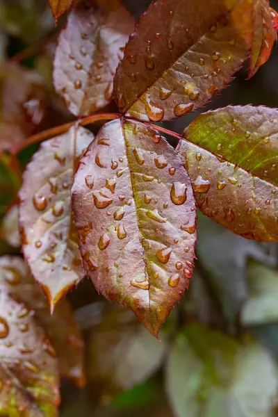 Капли Дождя Листьях Розы Зеленый Красный Лист — стоковое фото