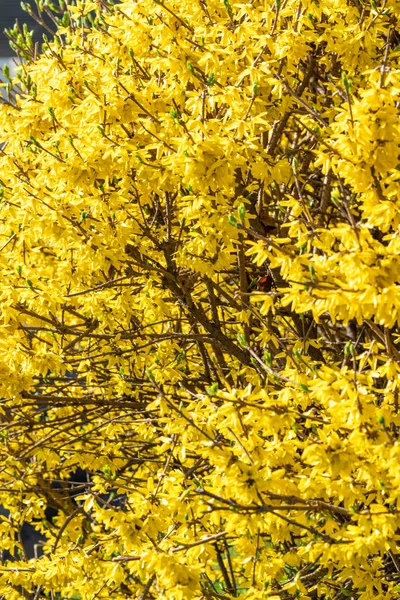 Roślina Kwiaty Żółty Mimoza Zamknąć Górę — Zdjęcie stockowe