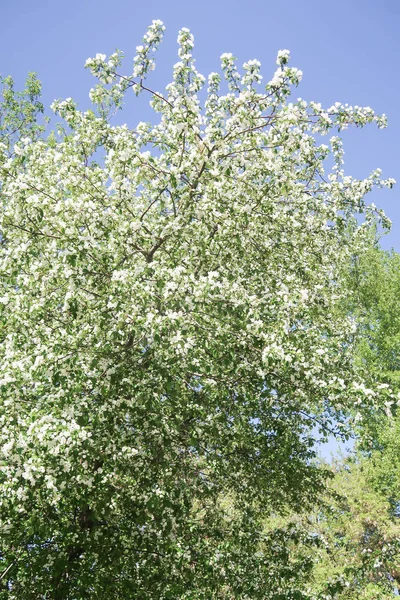 Flores Blancas Cereza Manzana Contra Cielo Azul Naturaleza Primavera — Foto de Stock