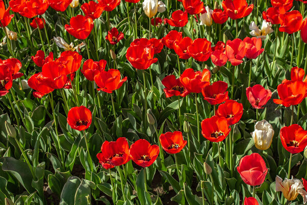 Flowers red tulips, field of flowers, spring landscape.