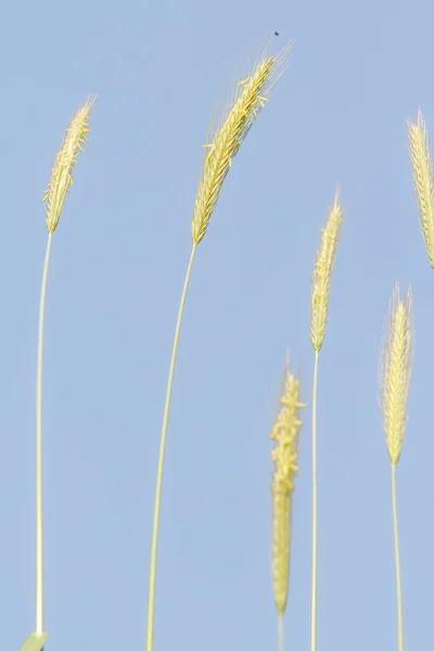 Espiga Trigo Salvaje Contra Cielo Azul — Foto de Stock