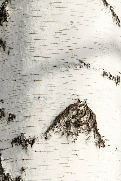 纹理的白桦树皮特写 — 图库照片