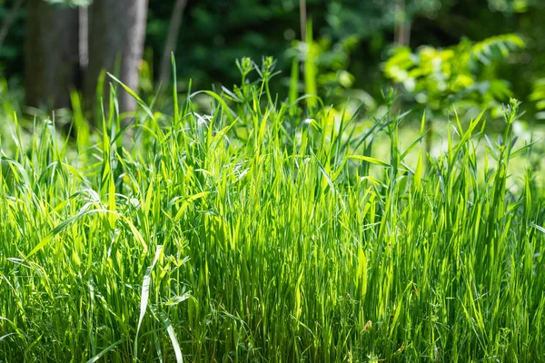 Juicy bright green grass close-up, background of green grass landscape.