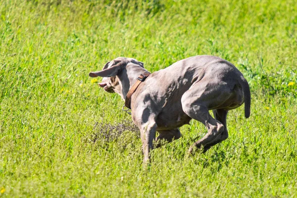 Hunting dog runs in search of prey, green grass, spring landscape.