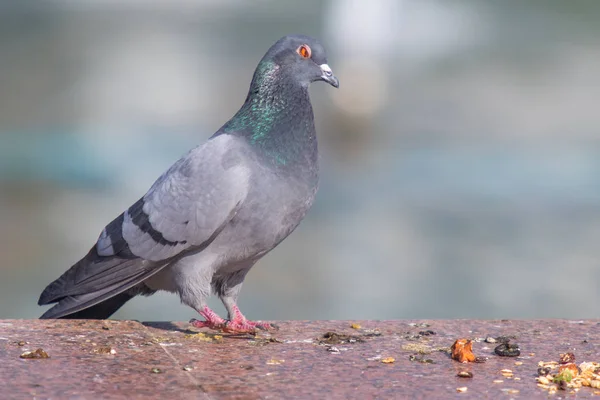 Azul Gris Salvaje Cerca Sentado Sobre Fondo Borroso — Foto de Stock